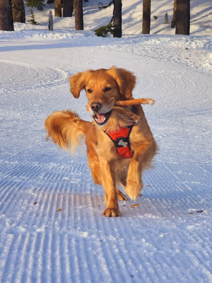 Dog Park at Mt. Bachelor photo 2